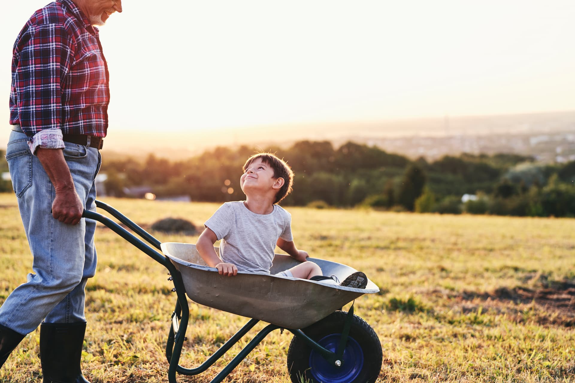 Wheelbarrow in a garden
